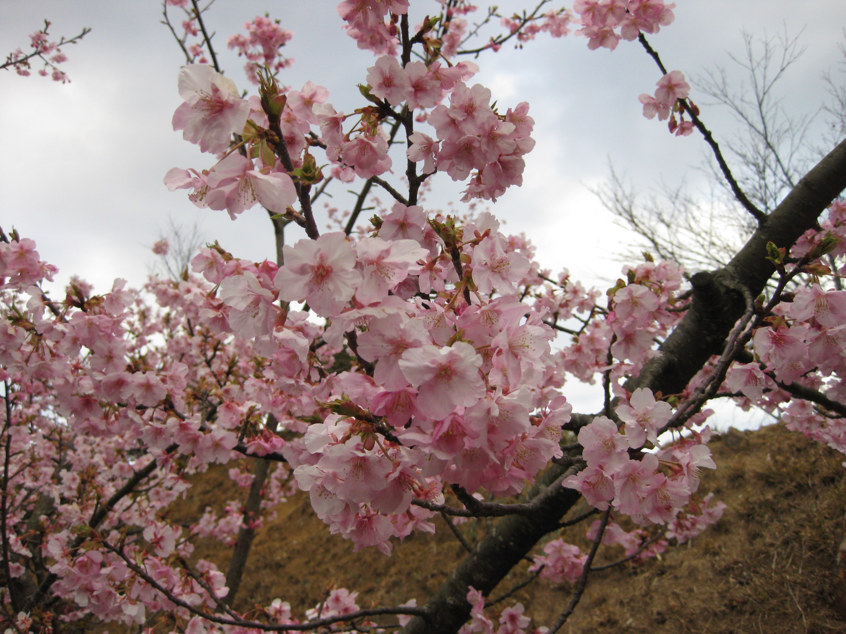 河津桜満開です 静岡県伊東市の手作り和菓子の店 紅谷